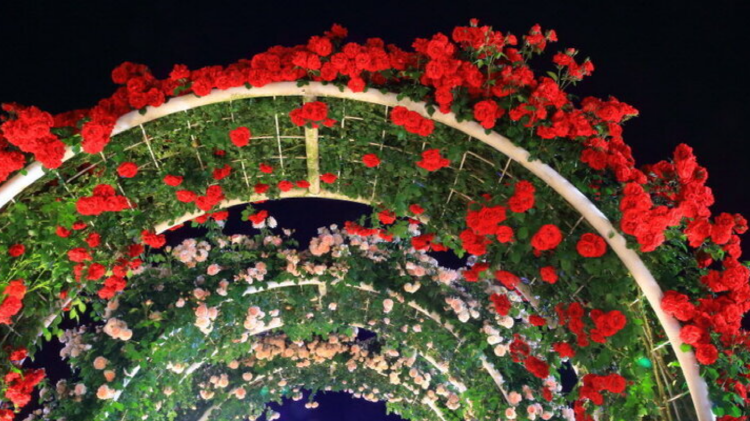 곡성 세계장미축제