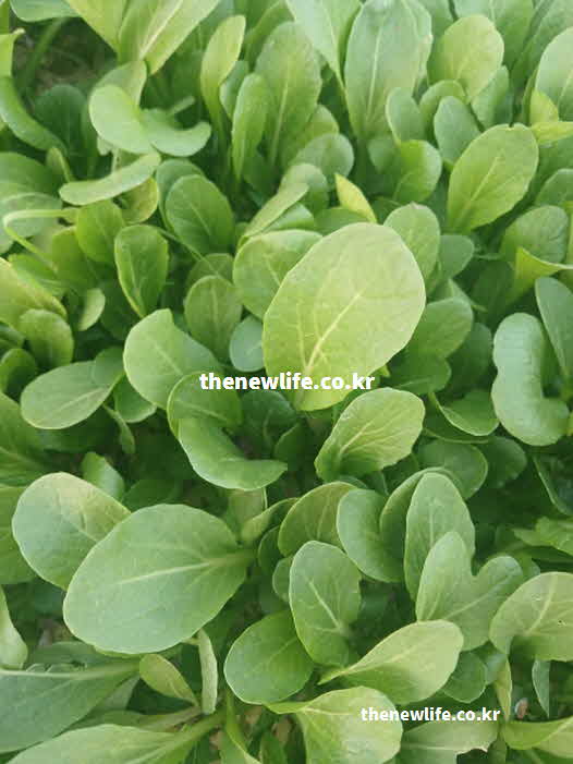 유채 나물 효능 빈혈 예방 엽산