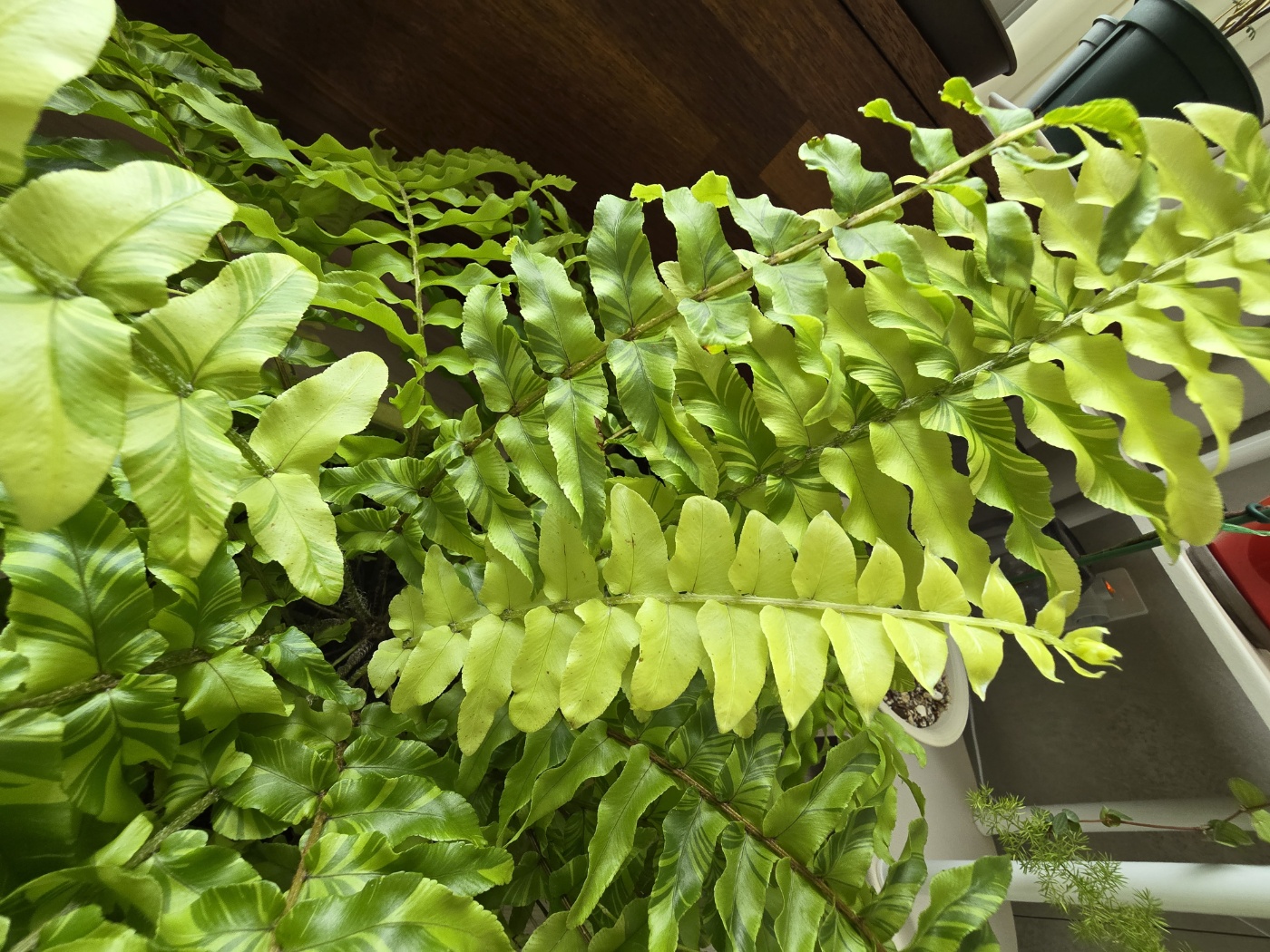 이 작은 잎들이 점점 길어지고 넓어질거에요