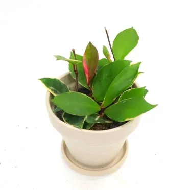 집에서 기르기 쉬운 실내 식물 추천_8