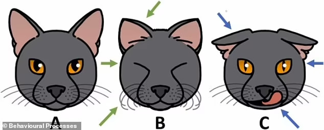 고양이들, 300개의 &nbsp;얼굴&nbsp;표정 가지고 있어...강아지와는 비교도 안돼! VIDEO: Cats have nearly 300 facial expressions, including a 'play face' they share with humans, study finds