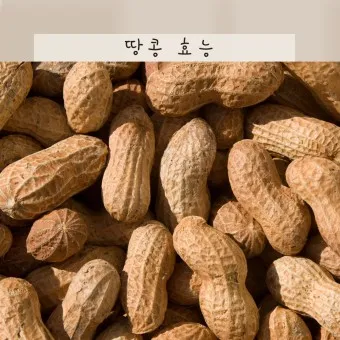 땅콩 심는시기 파종법 중부 남부_14