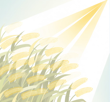 옥수수수염차의 효능