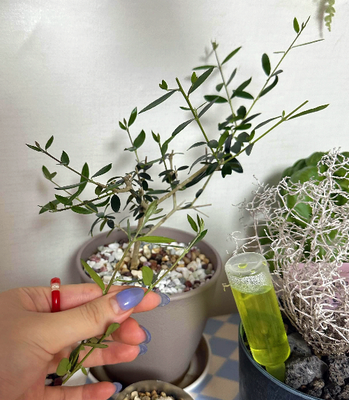 올리브나무 삽목