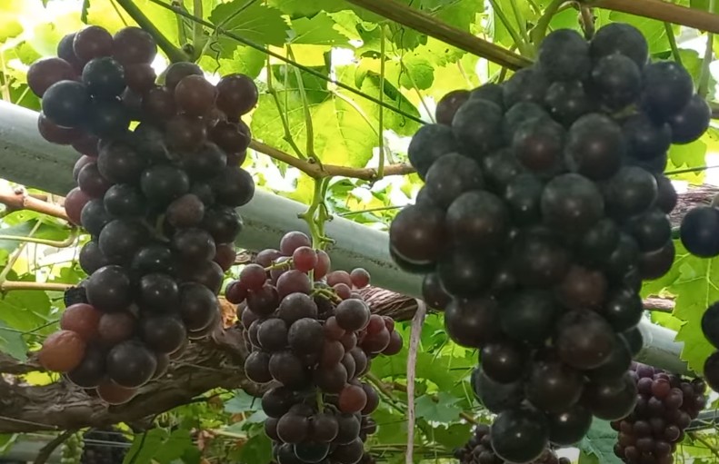 포도의 종류 - 머스켓함부르크 특징, 보관법