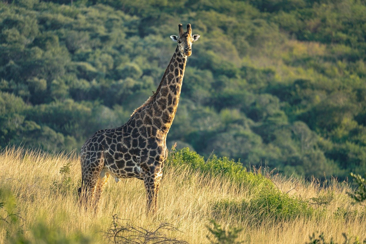 브라질 사파리 관련 사진