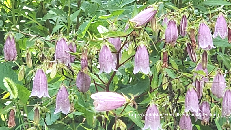 섬초롱꽃, Campanula takesimana