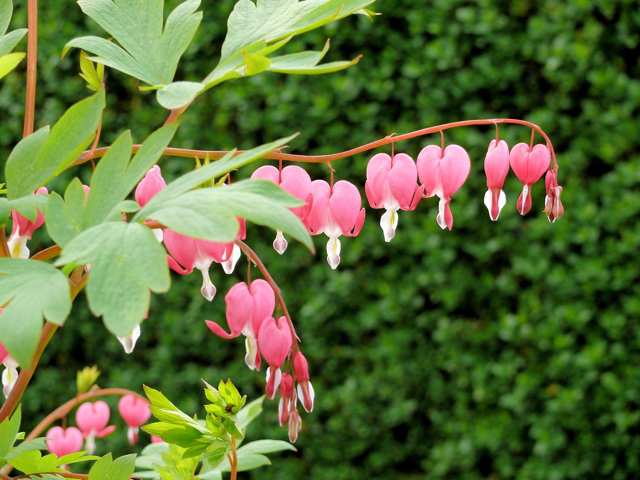 '금낭화'의 특징, 상징적 의미, 재배 방법, 관련된 이야기