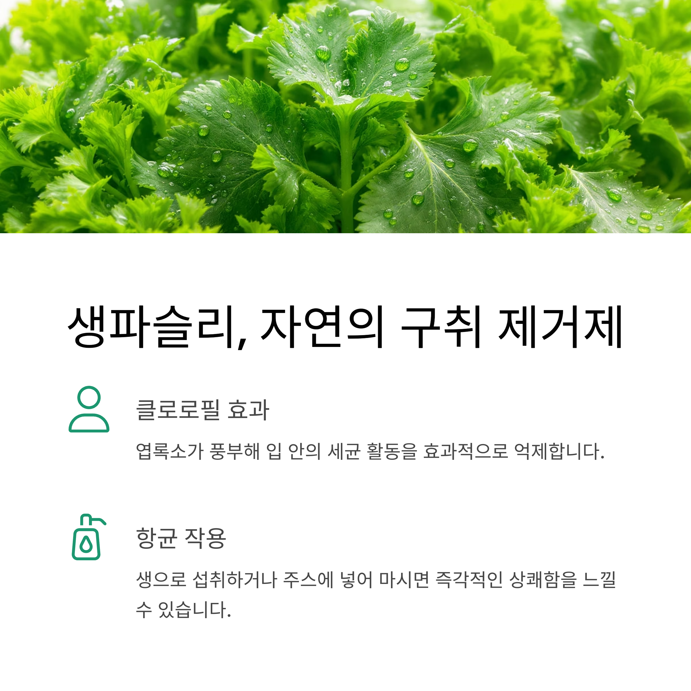 생파슬리 구취 제거