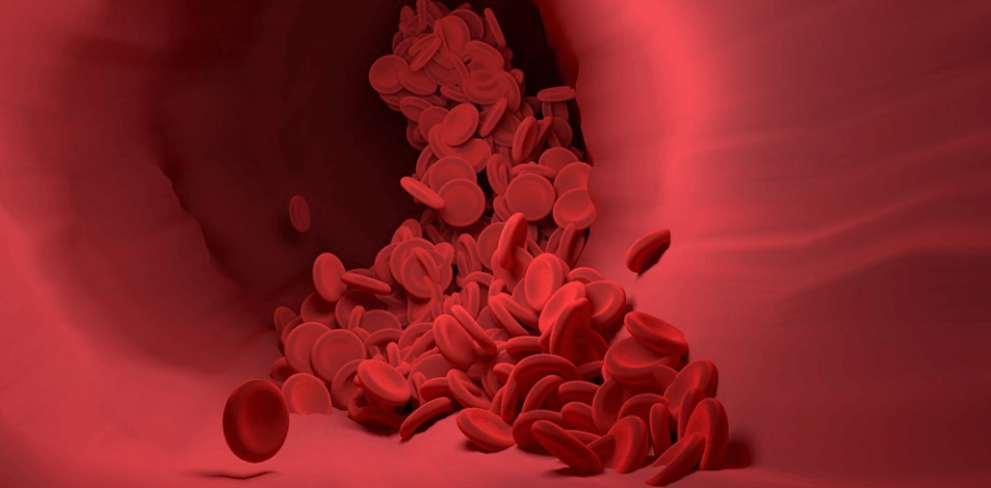 현미경으로 확대한 혈관의 모습