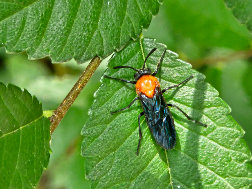 홍가슴루리등에잎벌