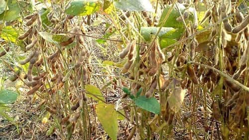 서리태-검은콩-수확시기-수확적기-판단방법