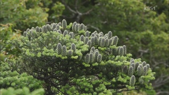 2025 한라산 백록샘 첫 개방! 선착순 100명