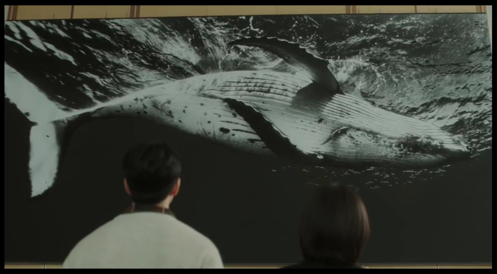 이상한 변호사 우영우 드라마 촬영지 (팽나무, 웨딩, 낙조, 제주도) 제주 돌고래 출몰지역 스팟