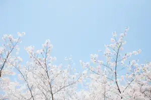 벚꽃 개화시기 축제 명소 만개시기