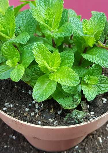 날파리 모기퇴치 식물