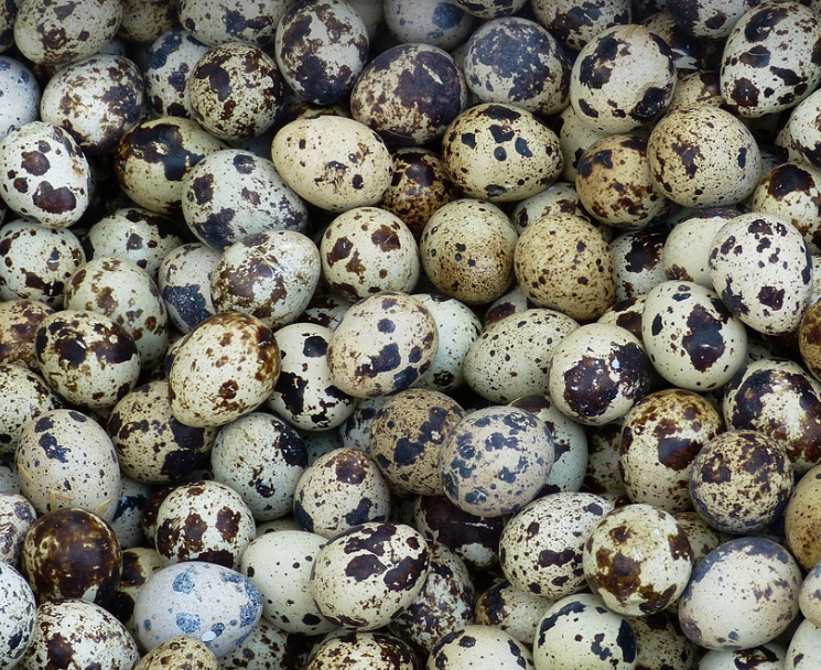 메추리알의 모습