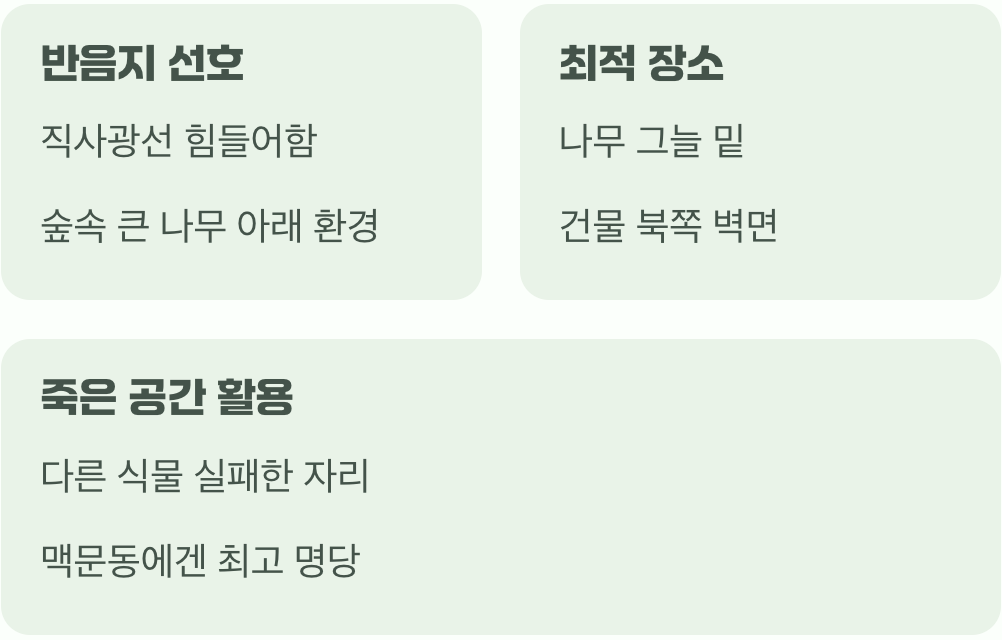 그늘을 사랑하는 식물의 천국