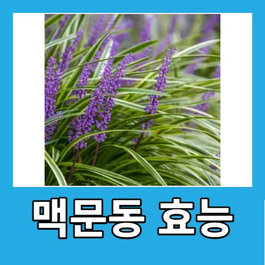 맥문동 효능