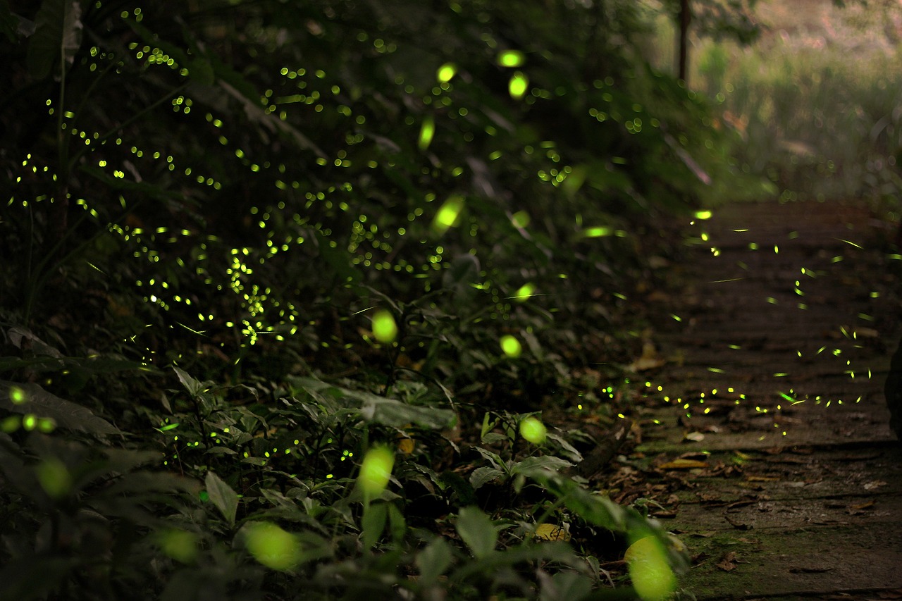 와이토모 반딧불이 동굴(Waitomo Glowworm Caves)