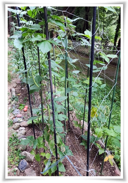 텃밭 "5월, 강낭콩 심으세요!" 콩알 콩알 재미가 톡톡, 쑥쑥 자라는 기쁨!