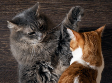 싸우는 고양이들.