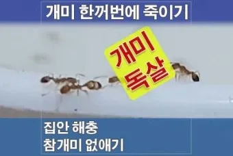 해충 퇴치 개미 박멸 설탕과 베이킹소다 통로 차단_19