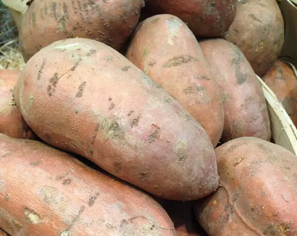 장폐색증-좋은음식-고구마