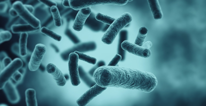 살모넬라 식중독