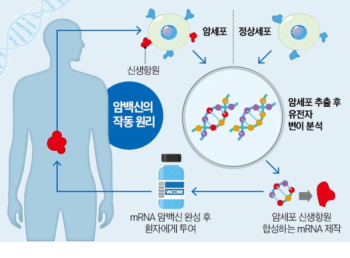 암 백신의 작동 원리를 나타낸 그림