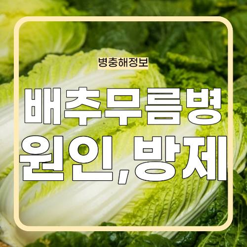 배추 무름병 농약,원인,방제