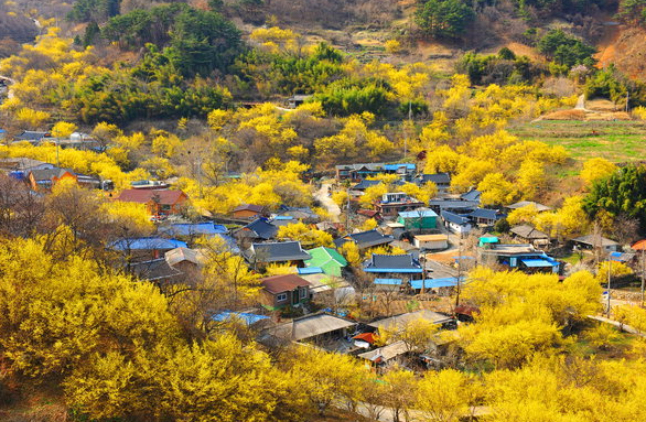 구례 산수유 마을