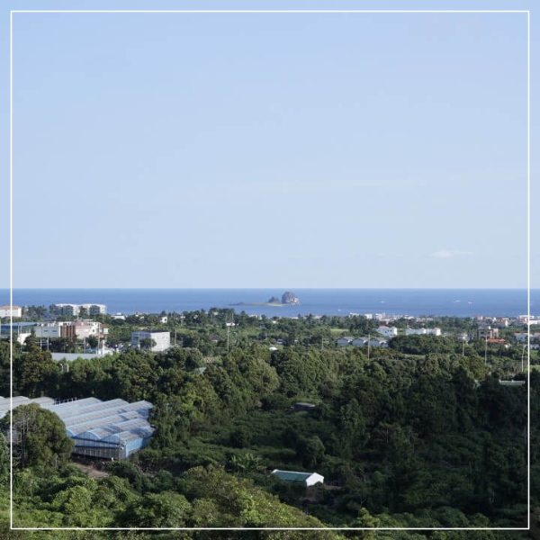 제주도 마노르블랑 핑크뮬리축제 인생사진 찍어봅시다.