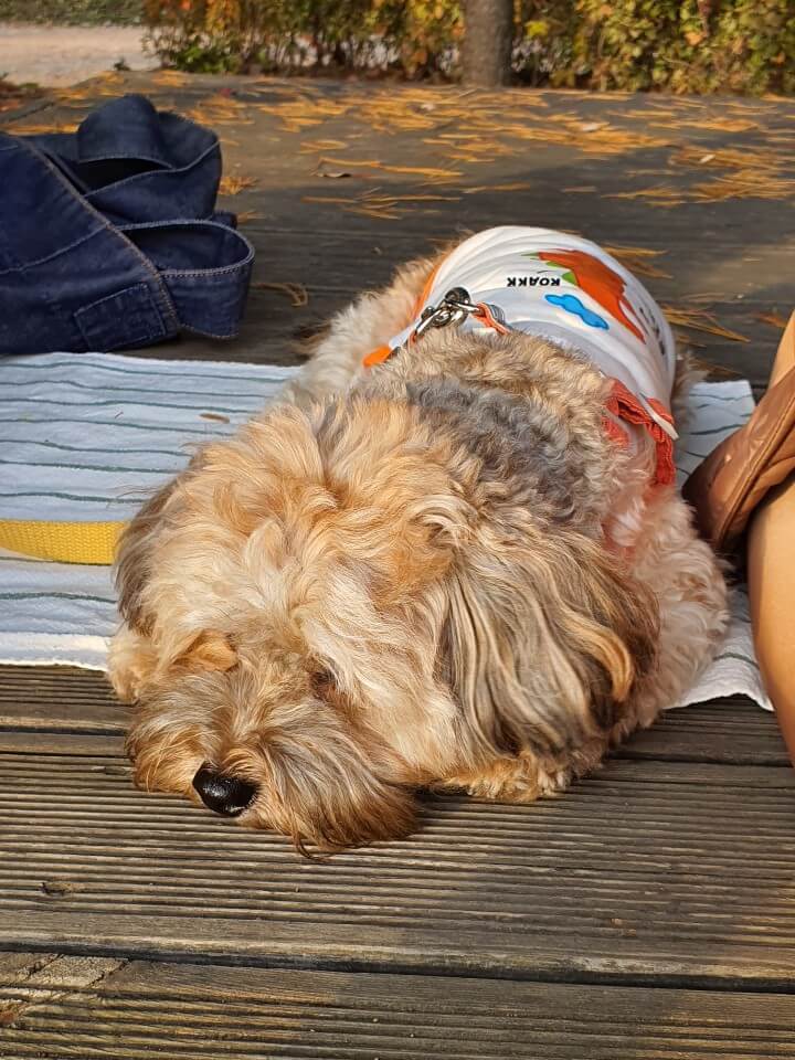 자고 있는 강아지