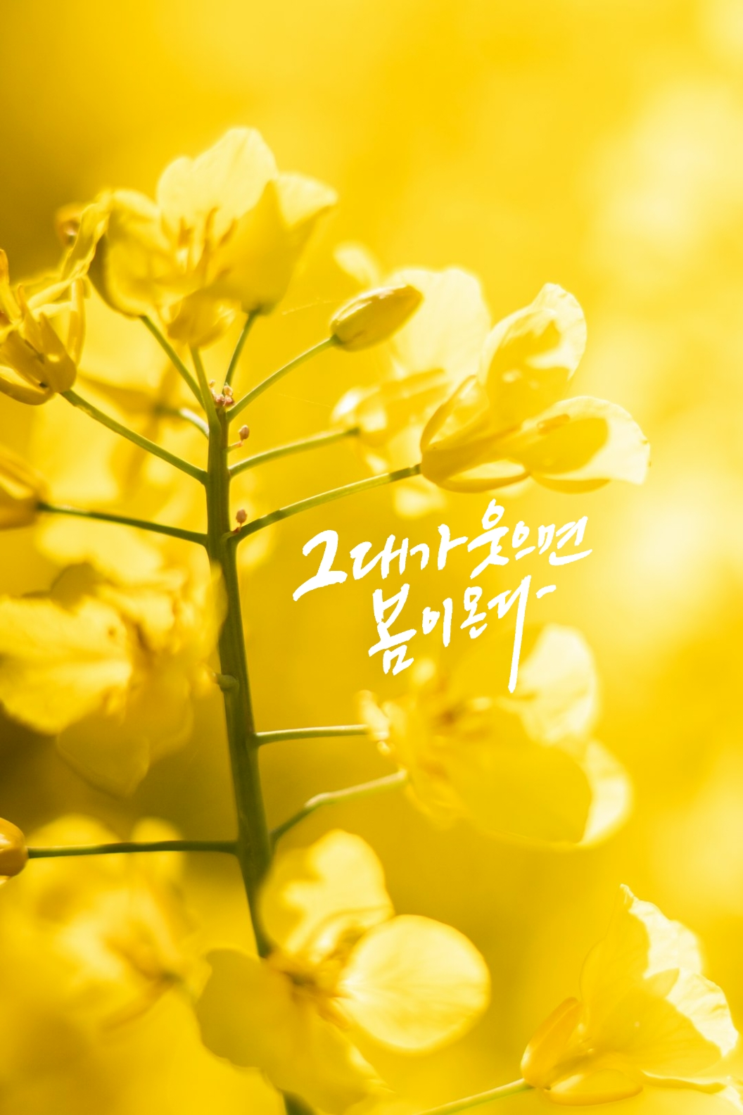 유채꽃 꽃말을 활용한 인스타 감성 글귀