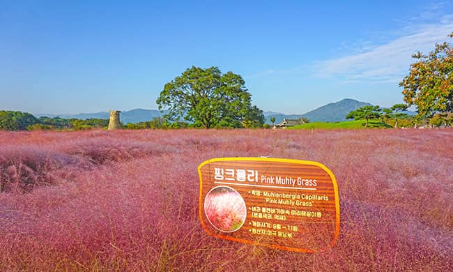 첨성대-핑크뮬리