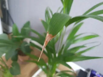 화분 잎끝마름 해결 습도관리 분무타이밍 물주기조절 실내가습 요령_9