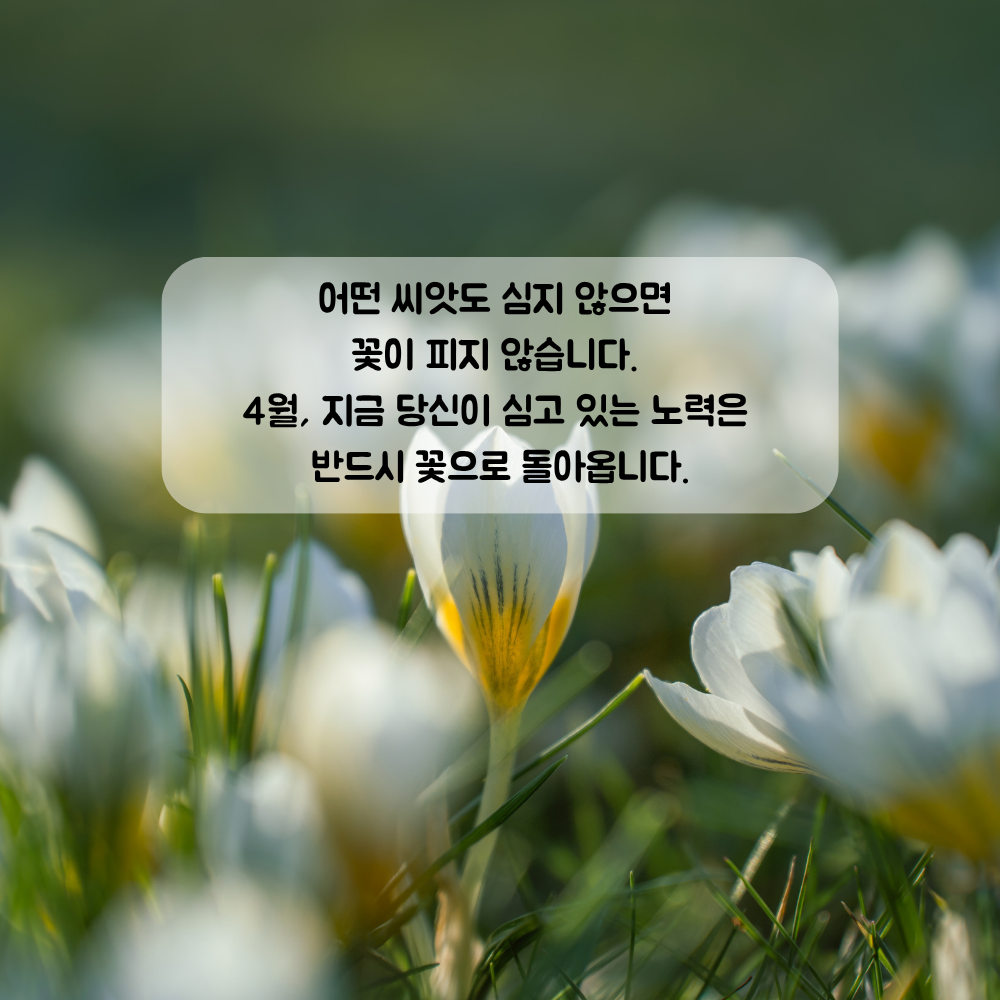 4월 인사말 문구 이미지 모음집 좋은글귀 봄 인사말