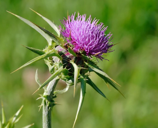 밀크시슬 탈모 효과 및 밀크시슬 복용법과 하루권장량 (+ 자주묻는질문)