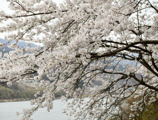 장수 벚꽃