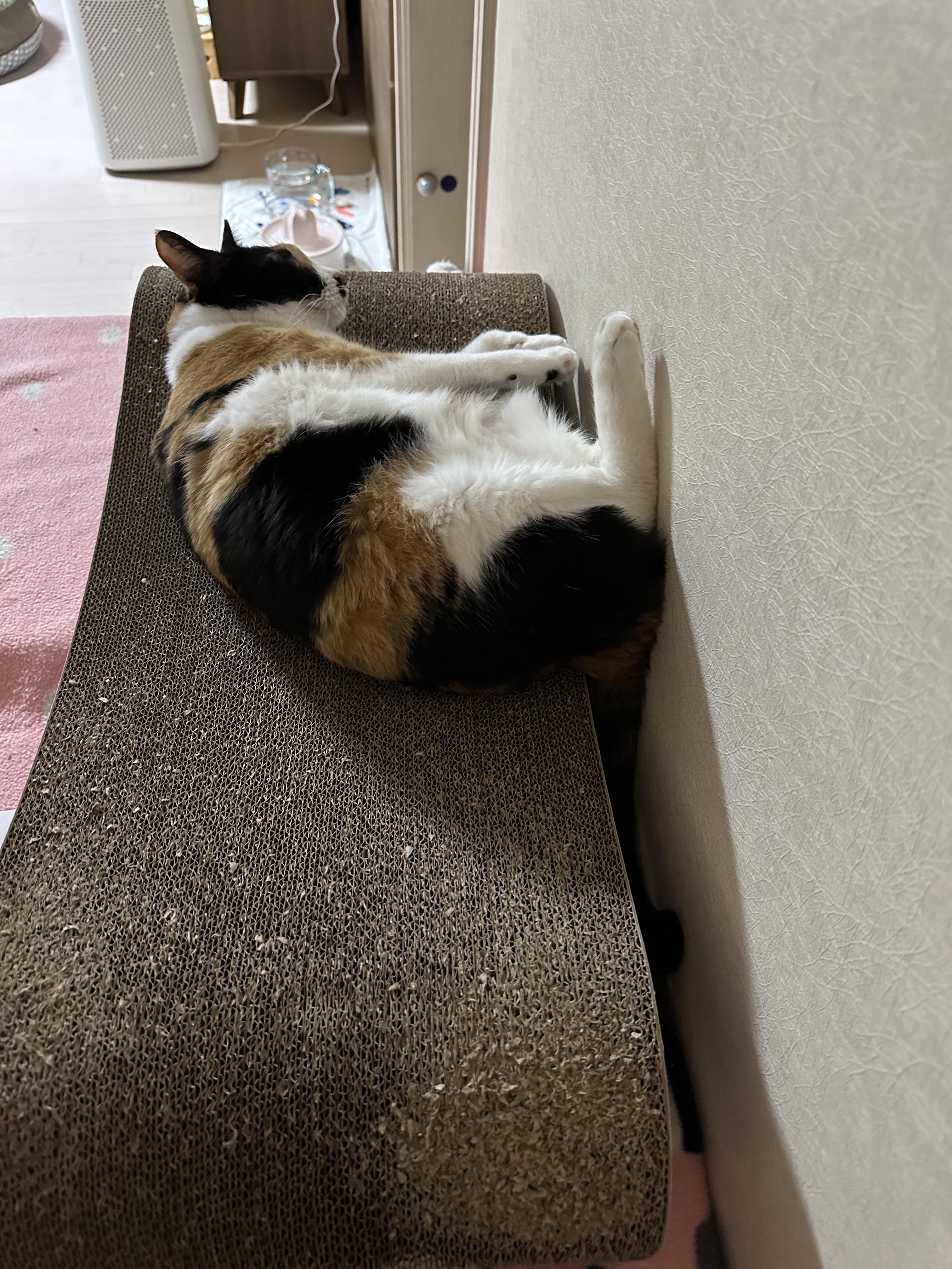 스크래쳐_위에_누워_있는_다다