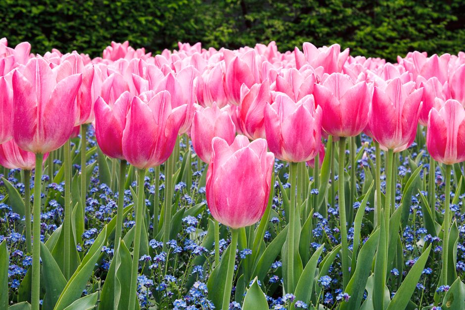 A vibrant garden of pink tulips and blue forget-me-nots showcasing spring's beauty outdoors.