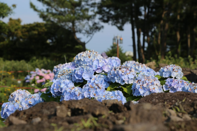 제주 종달리 수국길, 바다와 함께 만나는 여름의 보석길
