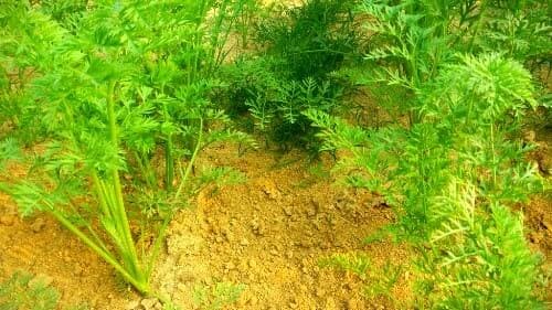 당근-키우기-솎아주기