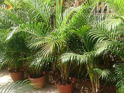 아레카-야자-공기-정화-식물