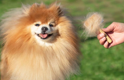 털빠지는 강아지