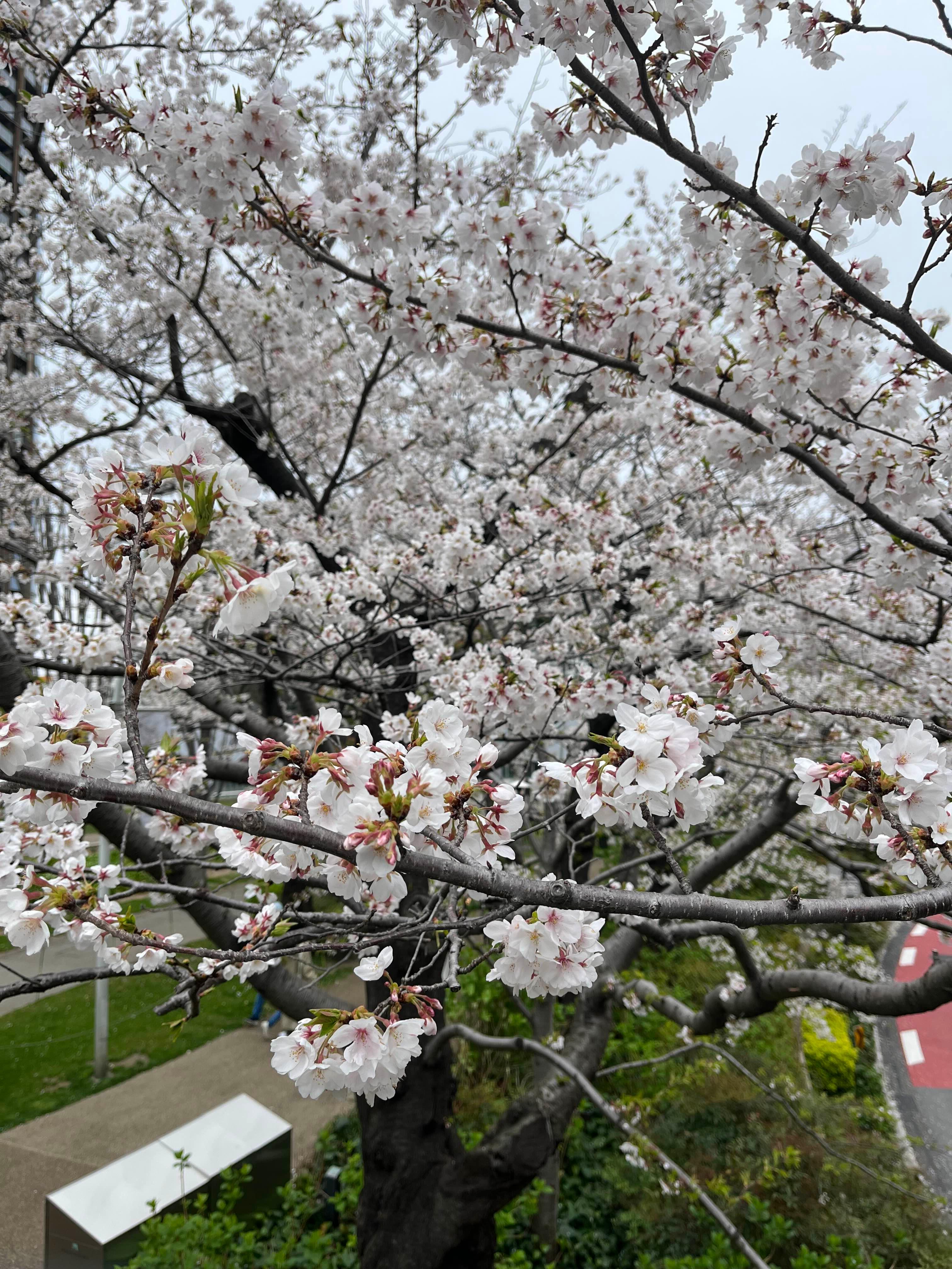 도쿄 미드타운 벚꽃