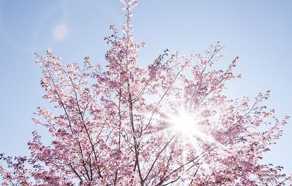 벚꽃 개화시기 2025 벚꽃축제 벚꽃명소 벚꽃산악회