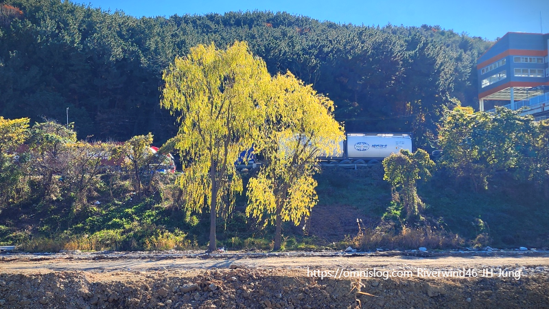 감성사진 수영천의 늦가을 버들