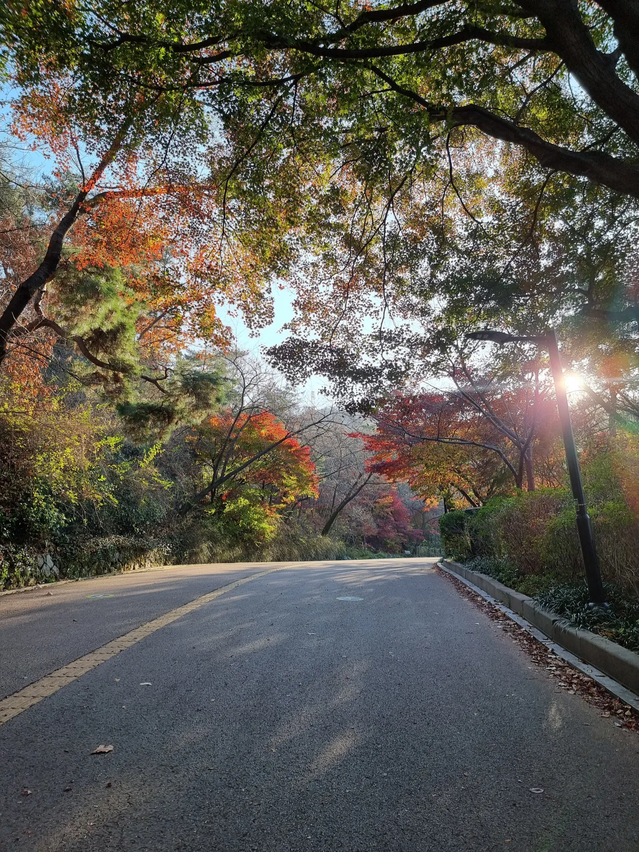 햇빛-단풍나무-길